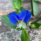 Dayflower