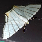 Opisthoxia Moth / Mariposa-Opisthoxia