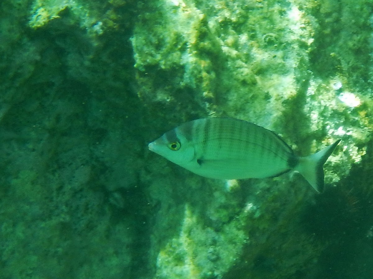 Sheephead Bream