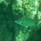 Sheephead Bream