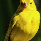 Canário-da-Terra / Saffron Finch