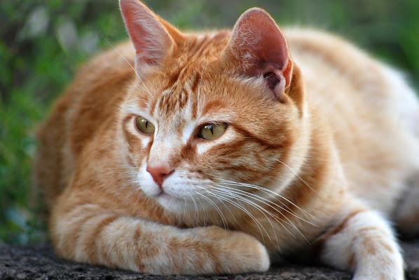 Gatto in posa di caccia di MORENO ANTOGNOLI