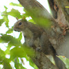 Eastern Grey Squirrel