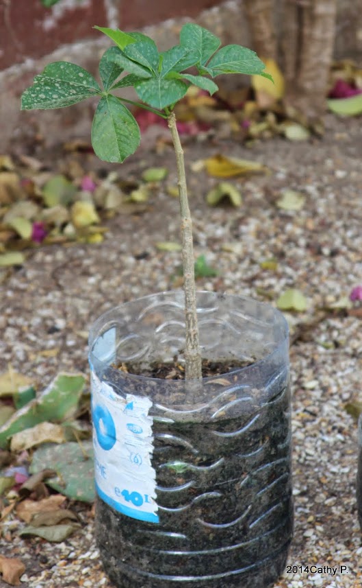 baobab, futur bonsai, pit'etre Nrx7IW_TP4rWZG52S1BvmD--Djb1hxcIZpbI84XL_u8x=w529-h857-no