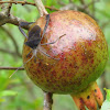 Leaf-footed bug