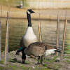 Atlantic Canada Goose