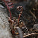 Netted chain fern