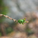 Green Sawfly