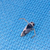 Backswimmer