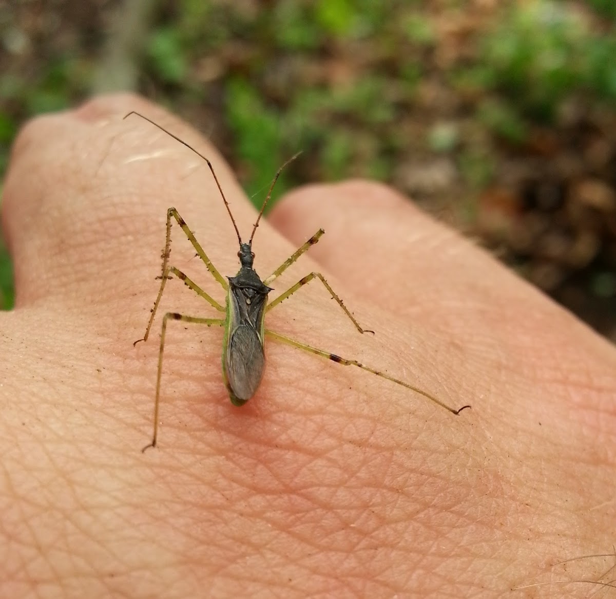 Pale Green Assassin Bug