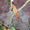 Brown-backed Red Marsh Hawk Dragonfly