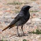 Black Redstart; Colirrojo Tizón