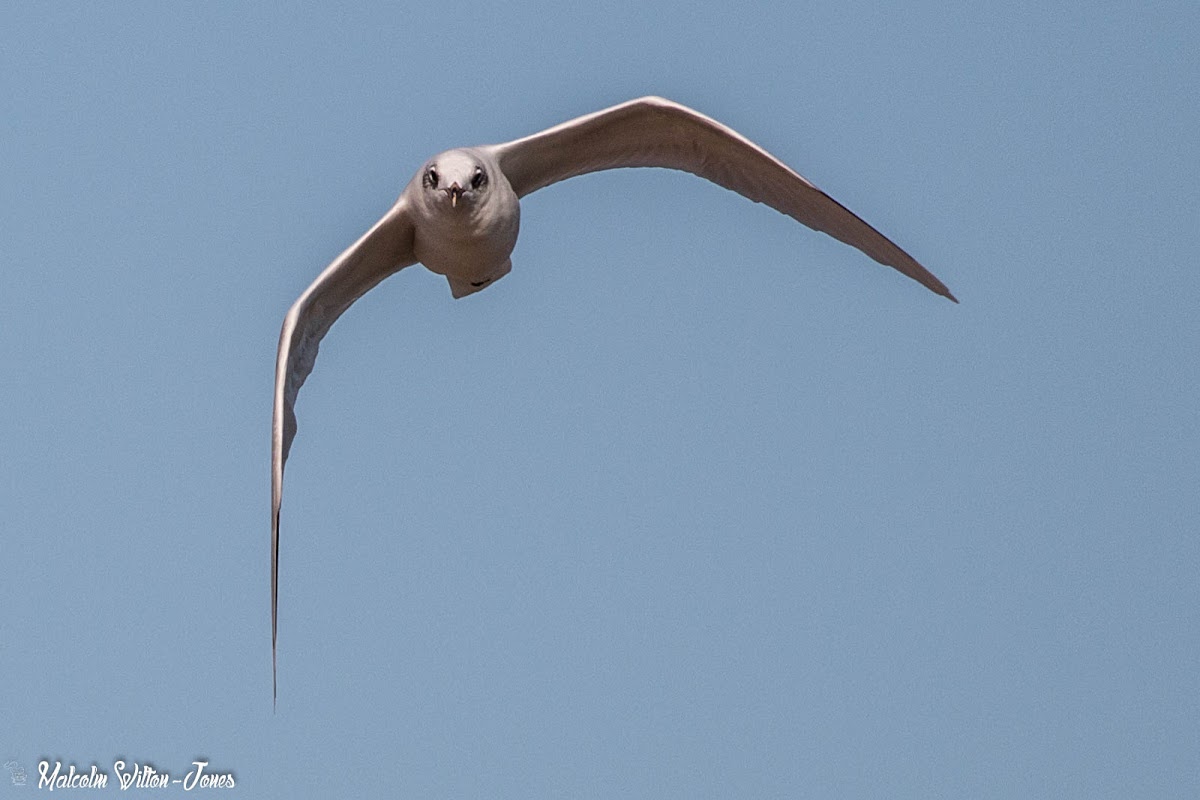 Mediterranean Gull