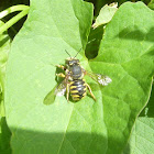 Wool-Carder Bee (female)