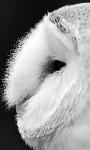 Barn Owl Live Wallpaper