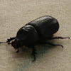 Asiatic rhinoceros beetle