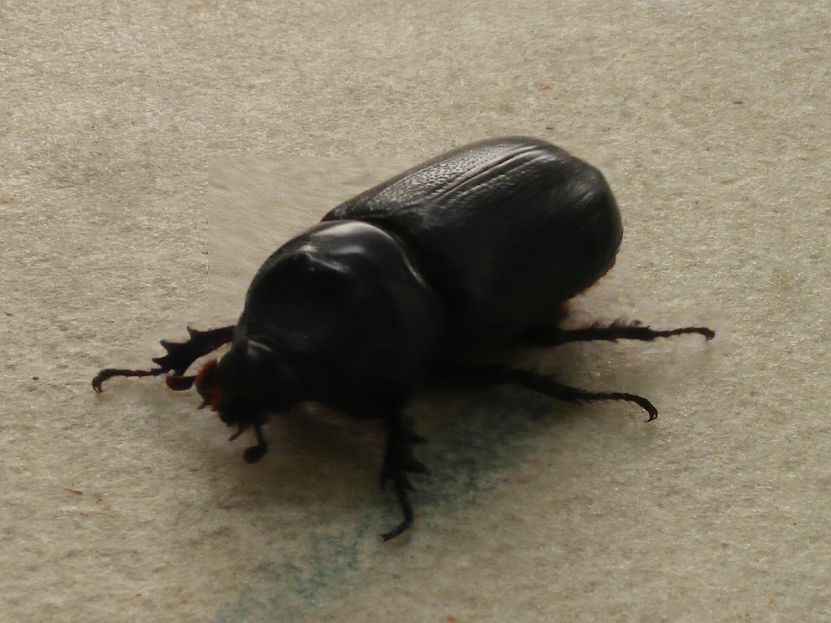 Asiatic rhinoceros beetle