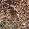 Wheatear