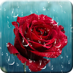 Cover Image of Download Rose Raindrop Live Wallpaper 1.0.2 APK