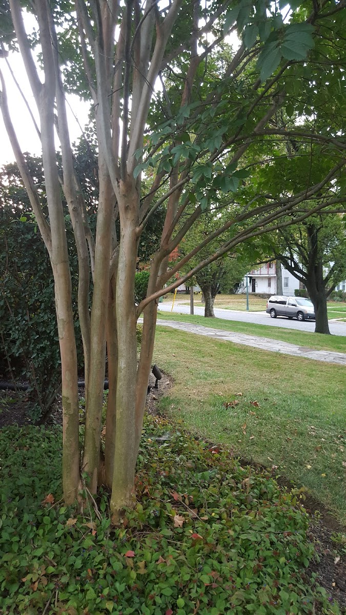 Flowering Dogwood