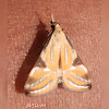 Crambid wild moth