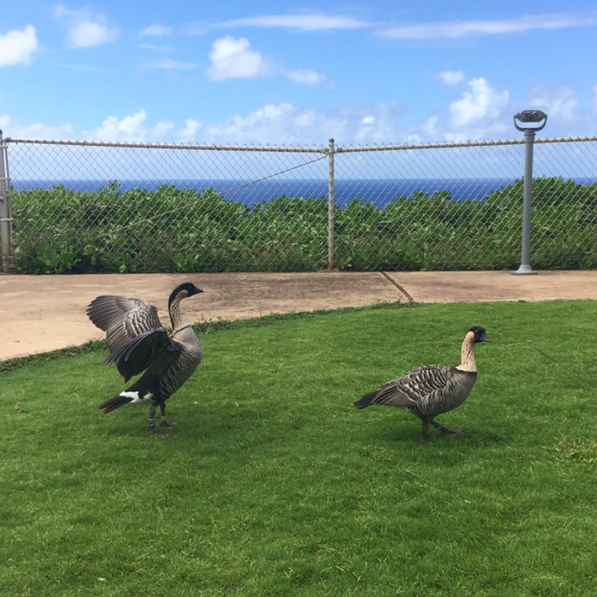 Hawaiian Goose (nene)