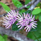 Carolina Elephant's Foot