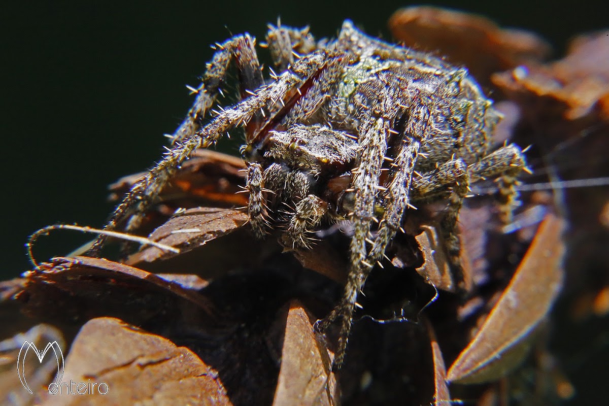 Spined spider