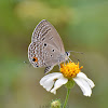 Plains Cupid / Cycad Blue