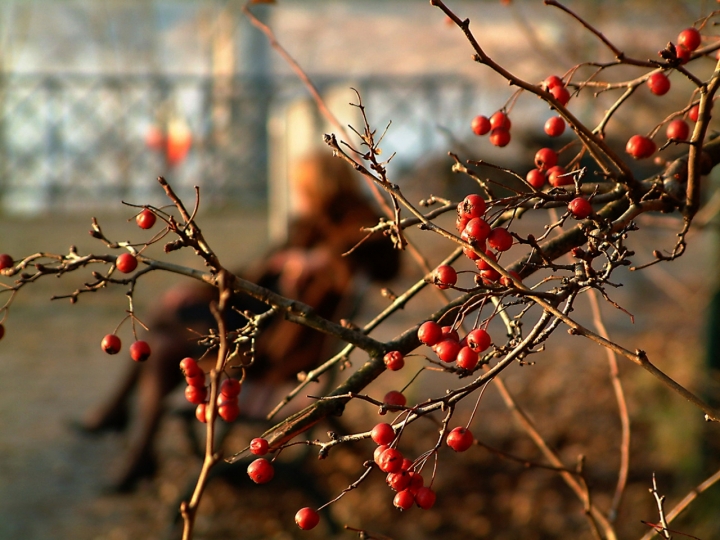 Bacche rosse di alber52