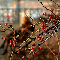 Bacche rosse di 