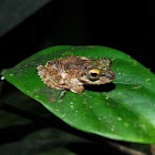 Frilled tree frog