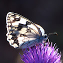 Iberian Marbled White; Medioluto Ibérica