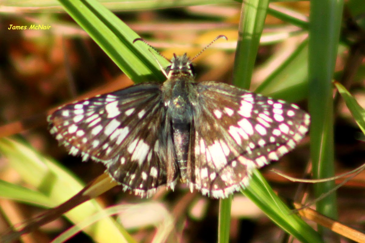 Common Checkered Skipper Butterfly