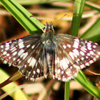 Common Checkered Skipper Butterfly