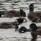 American Wigeon