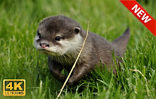 Otter HD Wallpapers New Tab small promo image