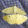 Orange Pearl moth