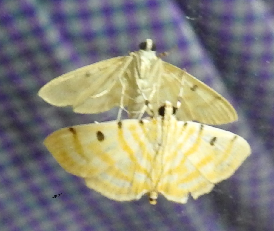 Orange Pearl moth