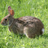 Swamp Rabbit