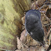 Water shrew