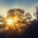 Sunlight through leaves