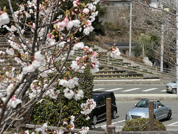 コペンの桜シーズン開幕・サクラと愛車・オープンカーのある生活・エデンの海・瀬戸内海の絶景に関するカスタム事例の投稿画像2枚目