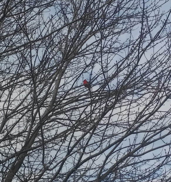 Northern Cardinal