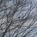 Northern Cardinal