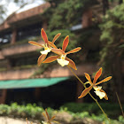 The Bractescent Encyclia