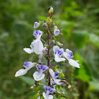 Native Coleus