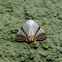 Moth - Eulepidotis rectimargo