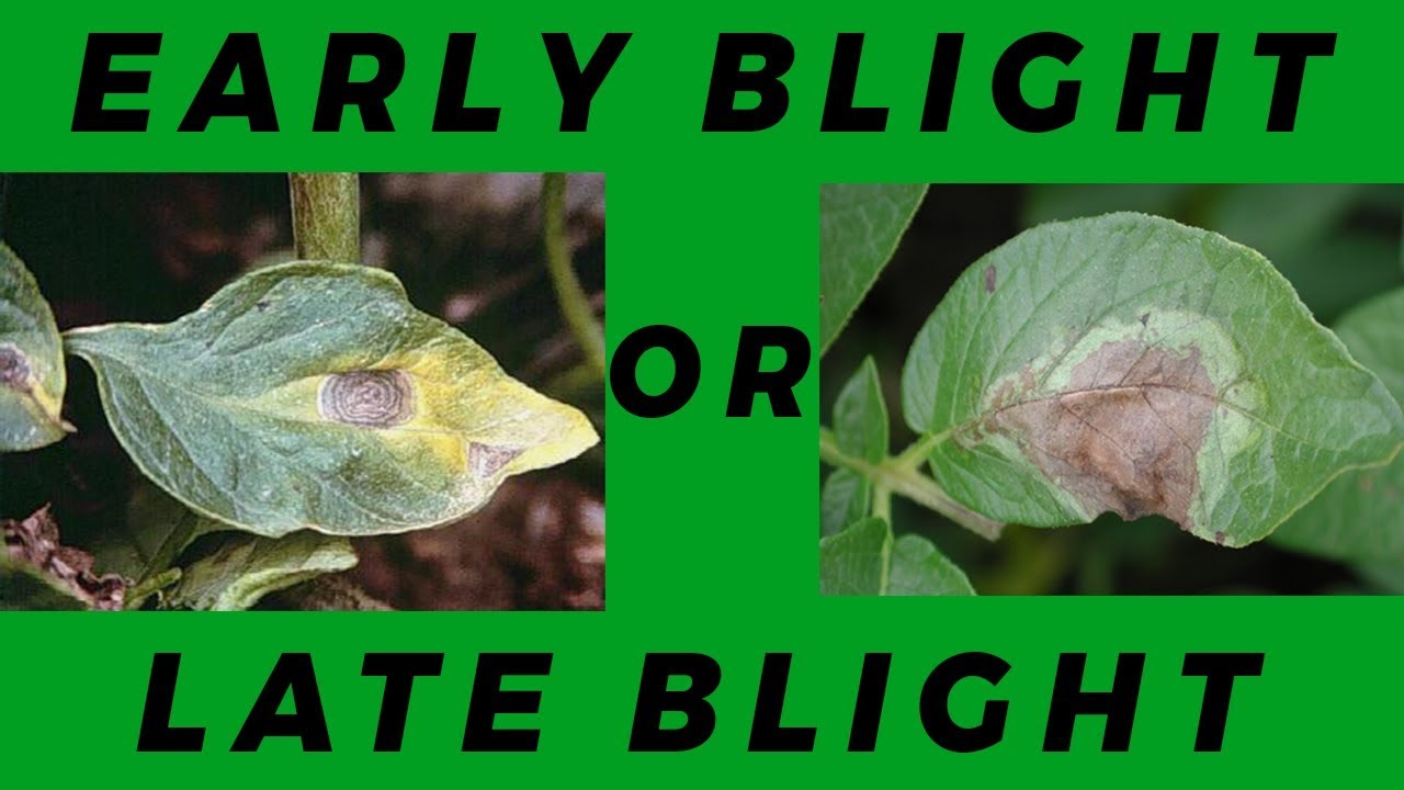 Early blight and late blight