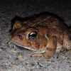 Fowler's Toad, male